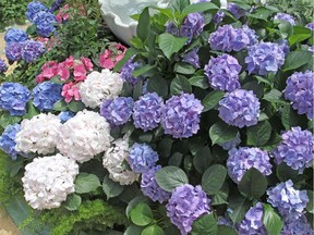 Keep hydrangeas healthy by watering them appropriately and keeping them in a pot big enough for their root system.