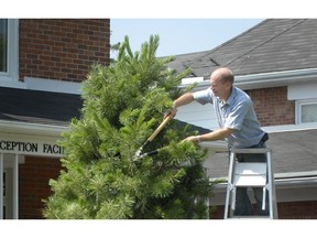 Prune your spruce trees and other evergreens during the winter, since trimming them after the sap starts running can be damaging to the tree.
