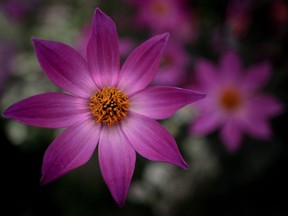 Proper potting and water can help save a neglected dahlia from an untimely death.