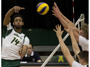 University of Alberta Golden Bears' Taryq Sani (14) battles the Mount Royal Cougars' Josh Kirkham (14), and Tyler Schmidt (8), at the Saville Centre in Edmonton Saturday Feb. 4, 2017.