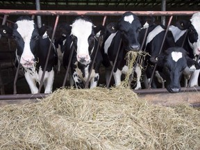 Supply management controls levels of milk production by tying it to Canadian consumer demand and limiting foreign competition through high tariffs. Similar systems also regulate production of cheese, poultry and eggs. Dairy cows are seen at a farm in Danville, Que., on August 11, 2015. File photo.