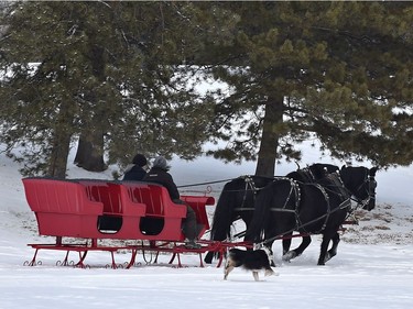 The horse drawn sleigh ride crew getting warmed up along with their dog, for the Silver Skate Festival which started Friday in Edmonton, Friday, February 10, 2017. Ed Kaiser/Postmedia (Standalone Photo)