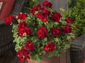 Noted for its deep red colour and strong stems, the Geranium Calliope Medium Dark Red is an All-America Selections winner.