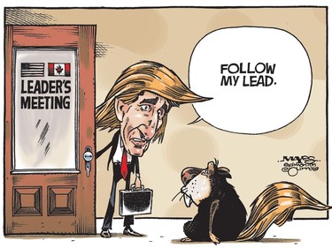 Justin Trudeau and Canadian beaver try to appease Donald Trump during meeting. (Cartoon by Malcolm Mayes)