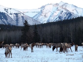 Wild elk is common in Banff and Jasper national parks.