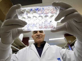 Shokrollah Elahi, an immunologist in the faculty of medicine and dentistry at the University of Alberta, has found that women who receive vaccinations during pregnancy may pass on the benefits to their unborn child. He is holding tissue culture plate of cord blood cells in his lab at the University of Alberta on Wednesday, March 22, 2017.