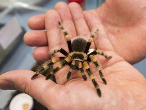 Peter Heule of the Royal Alberta Museum holds a Mexican red knee tarantula, one of 17 tarantulas recently given to the museum, Thursday, March 30, 2017.