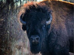 A plains bison bull at Elk Island National Park. File photo.
