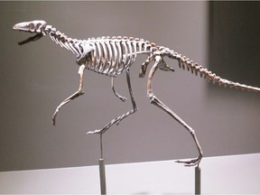 A skeleton of the proto-dinosaur Marasuchus, is shown in this undated handout photo. The proto-dinosaur Marasuchus is a squirrel-sized carnivore that likely walked on all fours but ran on two legs. Paleontologists at the University of Alberta have a new theory for why some dinosaurs stood on two feet instead of four.The researchers found clues in the tails of the ancient creatures' much smaller ancestors, proto-dinosaurs.