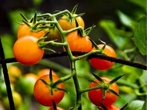 In the right setting, under ideal growing conditions, sungold tomatoes can grow up to six storeys tall.