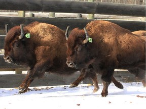 Researchers have figured out when bison came to North America using new DNA extraction techniques and a newly found set of fossils. A 2017 photo shows bison destined for Banff National Park being prepared and loaded for travel at Elk Island National Park's bison handling facility.
