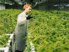 Cam Battley, Senior Vice President with Aurora Cannabis Inc., examines marijuana plants in one of the ten grow rooms inside the company's 55,000 square medical marijuana production facility near Cremona, Alberta on Wednesday July 27, 2016.