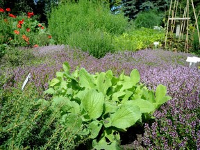 A file photo of the herb garden at the Devonian Botanic Garden near Edmonton. On Tuesday it was announced the province's largest botanic garden will now be known as the University of Alberta Botanic Garden.