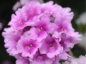The Endurascape Pink Bicolor Verbena, a hardy flower, was named an All-America Selections winner for 2017.