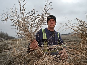 Barrhead-area farmer Brian Miller in his unharvested canola field March 27, 2017. Like many Alberta producers, he couldn't harvest all his crops because of wet weather last fall.