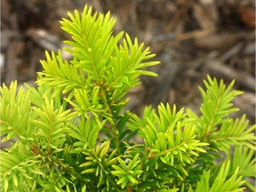 Margarita yews can suffer if they receive too much water or their roots are suffocated by rock mulch.