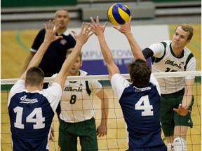 University of Alberta Golden Bears' Alex McMullin (16) battles the Mount Royal Cougars' Josh Kirkham (14), and Samuel Brisbane (4), at the Saville Centre in Edmonton Saturday Feb. 4, 2017. The two teams meet again in the Canada West quarter-final this weekend.