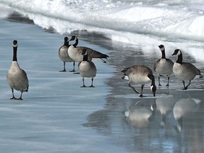 The geese don't know whether to walk on ice or float on the water as the ice melts in the pond at Hawrelak Park in Edmonton, Friday, March 17, 2017.