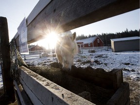 Fox the horse eats from a hay net at the Whitemud Equine Centre in Edmonton Wednesday, March 1, 2017.