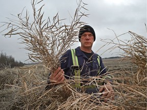 Farmer Brian Miller in some of his 600 acres of unharvested canola crop left on the ground because of wet weather near Barrhead northwest of Edmonton, Monday, March 27, 2017. Farmers groups have called on the province to expedite crop insurance claims to deal with unprecedented crop losses.