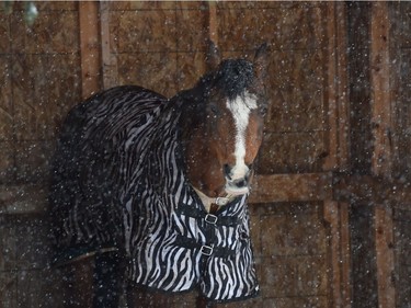 A horse at the Whitemud Equine Centre takes refuge from the weather in a shelter on April 18, 2017.