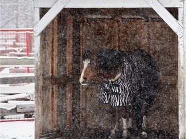 A horse at the Whitemud Equine Centre takes refuge from the weather in a shelter on April 18, 2017.