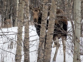 A mother moose peers from a stand of aspens as her calf hovers nearby near Water Valley, Alta., on Sunday March 5, 2017. File photo.