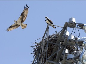 An adult osprey takes flight from their nest perched on a stadium lighting array high above Labatt Memorial Park in London, Ontario on Thursday June 5, 2014.  File photo.