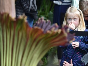 Anna McNish, 5, holds her nose closed on April 29, 2017 as a crowd of people gather around Putrella, the giant corpse flower, which bloomed April 28, 2017 in the tropical pavilion at the Muttart Conservatory in Edmonton.