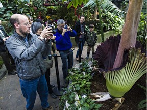 People take photographs of Putrella, the Muttart Conservatory's blooming corpse flower in Edmonton on Tuesday, April 7, 2015.