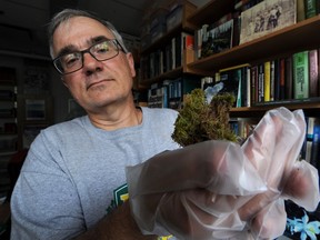 University of Alberta scientist William Shotyk with a moss sample in his office. File photo.