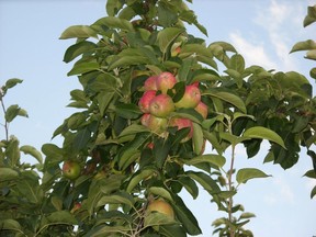 Rotten and bruised apples could be caused by either lawn fertilizer or apple maggots, wiping out an apple tree's entire yield.