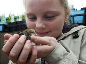 Lauryn Coard, 12, holds a chick at the Prairie Gardens on Thursday, April 13, 2017.
