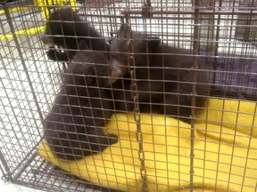 Three black bear cubs found locked in a washroom overlooking Vermilion Lakes west of Banff on April 1, 2017. Courtesy Parks Canada