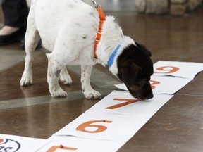 Chuck, a three-year-old Jack Russell terrier, makes his prediction for Game 5 of the Stanley Cup playoffs between the Edmonton Oilers and the San Jose Sharks at the Edmonton Humane Society on Thursday, April 20, 2017.