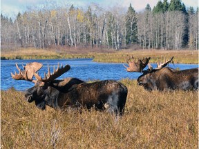 Researchers at the University of Alberta in Edmonton, Alta., have developed the Moose Hunter Survey smartphone app, encouraging hunters to input moose sightings to assist biologists in mapping moose populations in Alberta. The app is now being managed by the Alberta Conservation Association.