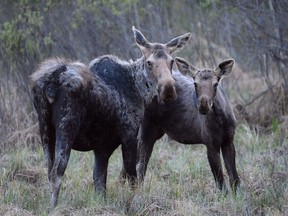 Two moose look on at the side of a road near Lac la Biche, Alta. on Tuesday May 10, 2016. File photo.