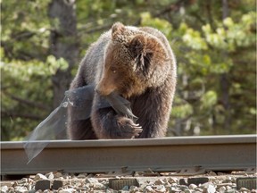 A grizzly bear forages for food on a railway in Banff National Park.