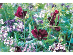 Sweet peas are among the easiest annuals to start from seed, but their success is tied to the size of the root system.