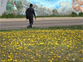 A field of dandelions makes an empty lot more colourful along 100 Ave. in west Edmonton, May 2, 2016.