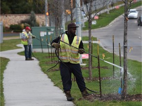 Fahad Mohamed and Andres Olmos (back) watering newly planted trees along Rabbit Hill Rd. in Edmonton, October 6, 2015. File photo.