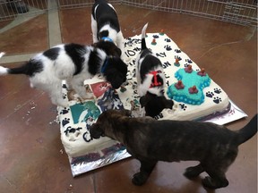 Four puppies have earned international fame after a video of the dogs destroying a custom cake at the Edmonton Humane Society's 110 Anniversary celebration on April 29, 2017, was shared across the United States. All of the dogs in the video were adopted by the end of the day.