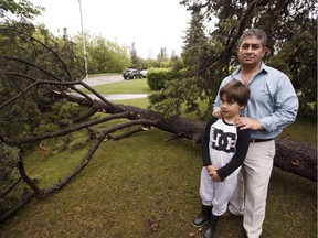 Homeowner Sam Attia and his son Denton are seen next to a downed tree, that dates before 1912, after a strong storm brought the tree down in the yard at 6256 Ada Boulevard in Edmonton on Wednesday, May 24, 2017.