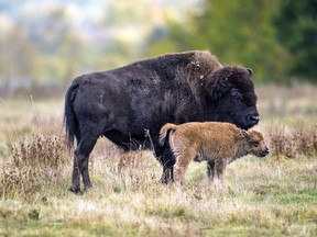 A bison and its calf roam in a section of the Elk Island National Park.