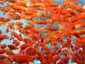 More than 2,000 gold fish were killed at the University of Alberta after chlorinated water flooded freshwater fish tanks in the Biological Sciences Aquatics Facility.