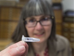 University of Alberta entomologist Janet Sperling holds a tick on May 31, 2017, in Edmonton.