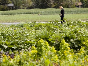 The Green and Gold Garden at the University of Alberta farm is holding a plant sale to kick off the growing season.