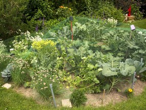 Covering up your vegetable garden with landscape fabric can preserve it and keep weeds at bay during a dormant summer.