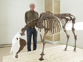 Peter Milot, a paleontology exhibit specialist with the Royal Alberta Museum, poses on Wednesday, May 10, 2017, with a skeletal mount of a prehistoric horse, equus conversidens, to be included one of the  new Royal Alberta Museum's natural history galleries in Edmonton, Alta.