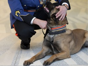 Const. Tony Costa shares a moment with his partner, Police Service Dog Amok, following the graduation ceremony for Edmonton Police Service recruit training class No. 133, at City Hall in Edmonton Alta. on Jan. 29, 2016.